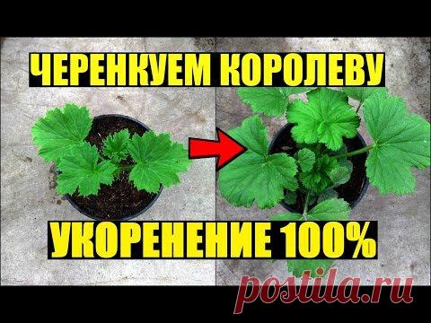 Размножение королевской пеларгонии черенками