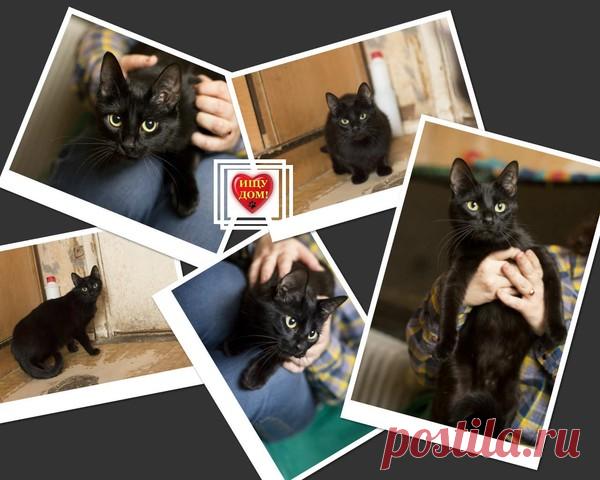 Санкт-Петербург. В дар. Черная кошечка-сиротка Агаша - Домашние животные, куплю, продам, отдам даром! - Группы Мой Мир