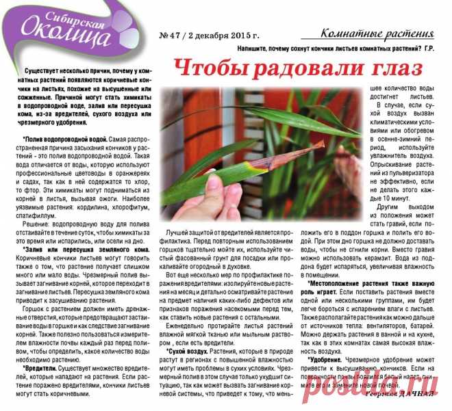 Почему сохнут кончики листьев комнатных растений