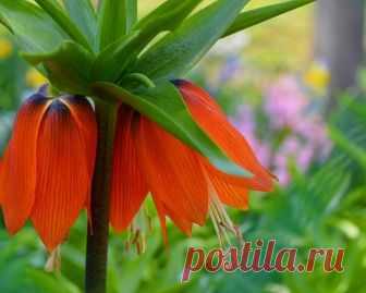 Рябчик императорский: фото цветов Впервые увидев этот великолепный цветок, не сразу верится в то, что подобное чудо могла сотворить природа. Рябчик императорский от момента посадки и до цветения вызывает постоянное восхищение и удивле...