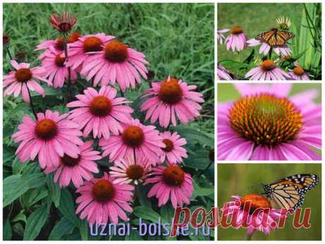 Цветы привлекают бабочек