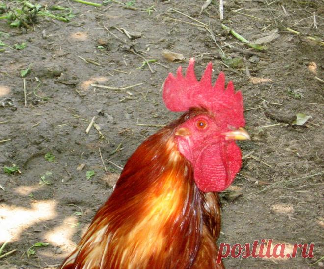 петушок