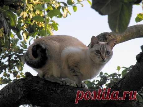 Кошка Фрося