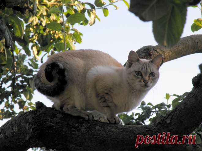 Кошка Фрося