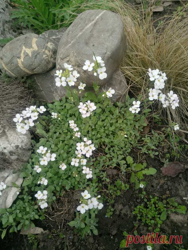 Арабис, резуха кавказская (Arabis caucasica)