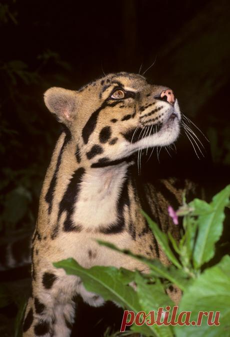 MCL015.jpg | Терри Уиттакер Фотография