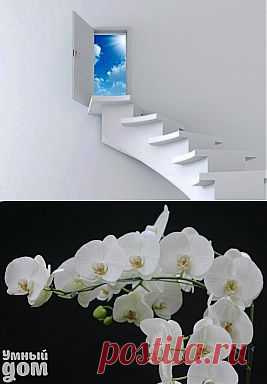 Как спасти орхидею при загнивании корней? | В Тебе Есть Свет!