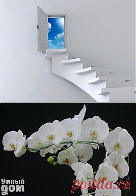 Как спасти орхидею при загнивании корней? | В Тебе Есть Свет!