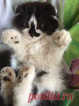 Без кота и жизнь не та