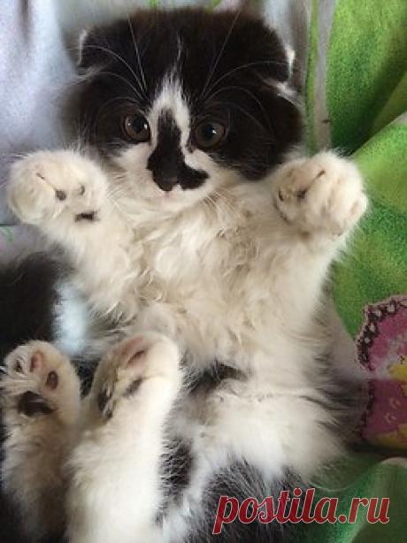 Без кота и жизнь не та