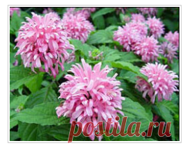 Якобиния: уход и размножение