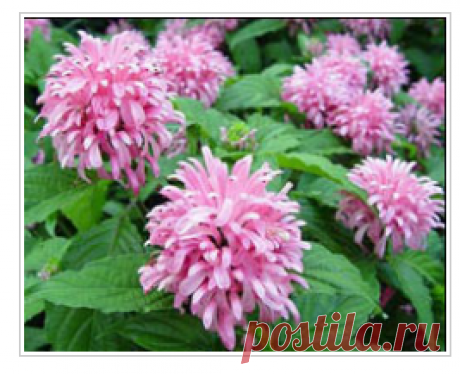 Якобиния: уход и размножение