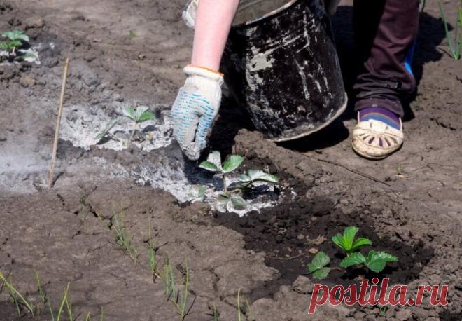Доломитовая мука для огорода – экологичное и недорогое средство. Вещество эффективно улучшает состав грунта, при этом является полностью безопасным для огородных и садовых культур.
Полезные свойства вещества
Доломитовая мука представляет собой измельченную известняковую породу, которая богата кальцием. В природных условиях этот минерал вытесняется ионами водорода, что приводит к повышению кислотности грунта и снижению его воздухо- и влагопроницаемых свойств. Средство испол...