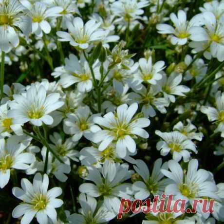 Цветы ясколка: фото и выращивание из семян, уход и посадка