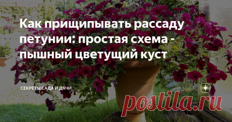 Как прищипывать рассаду петунии: простая схема - пышный цветущий куст Даже из одного сеянца петунии, которые пока у нас совсем малы, можно получить пышный куст - украшение сада. Рассказываю понятно