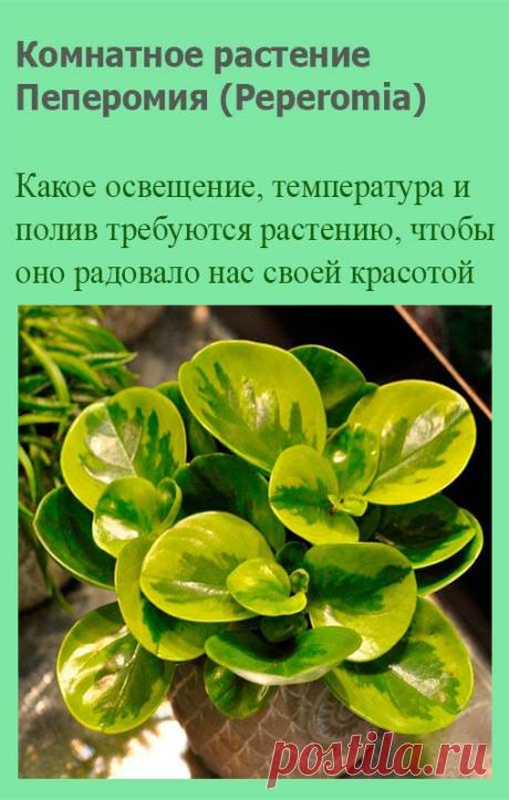 Комнатное растение Пеперомия (Peperomia). Пеперомия - огромный род, включающий около 1000 видов растений. Название рода указывает на сходство с перцем: в переводе с греческого peperi - "перец", homoios - "подобный". Не случайно пеперомии относятся к семейству Перечные.