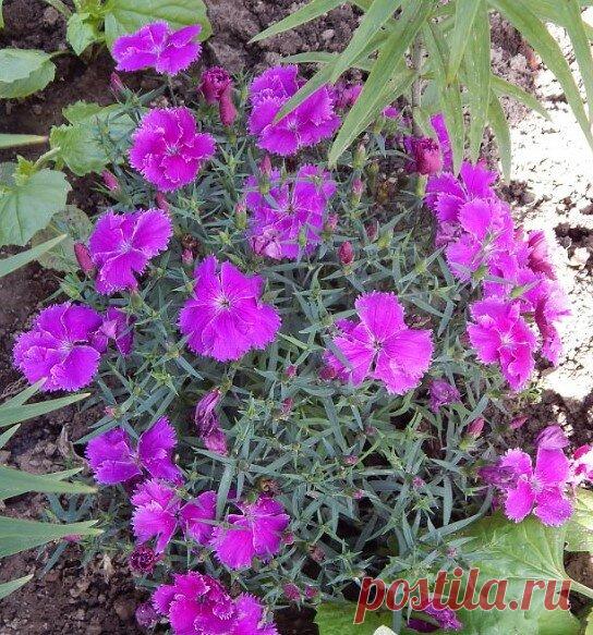 Какие однолетники можно сеять на рассаду в феврале. | Цветочная душа | Яндекс Дзен