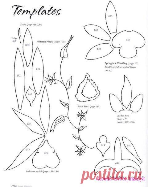 Шаблоны разных видов орхидей
