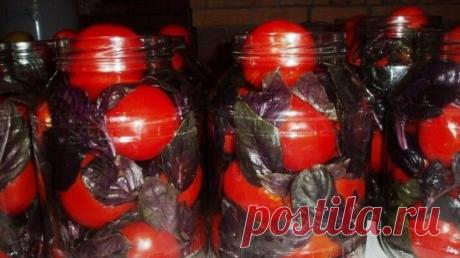Помидоры с базиликом на зиму       
На вкус помидоры получаются сладковато-пряные.
Для приготовления понадобится:
 помидоры - 2 кг.;
 базилик - 1-2 веточки (если используете фиолетовый, то цвет рассола будет слегка розоватым);
 чеснок - 2-3 зубчика;
 соль - 1,5 ст.л.;
 сахар - 6 ст.л.;
 лимонная кислота - 1 ч.л. без горки.
Данное количество рассчитано на одну 3-литровую банку.