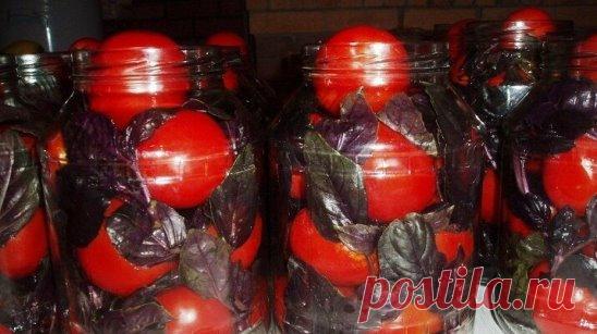Помидоры с базиликом на зиму       
На вкус помидоры получаются сладковато-пряные.
Для приготовления понадобится:
 помидоры - 2 кг.;
 базилик - 1-2 веточки (если используете фиолетовый, то цвет рассола будет слегка розоватым);
 чеснок - 2-3 зубчика;
 соль - 1,5 ст.л.;
 сахар - 6 ст.л.;
 лимонная кислота - 1 ч.л. без горки.
Данное количество рассчитано на одну 3-литровую банку.