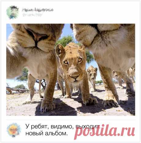 Комментарии от гуру остроумия и сарказма, которые попали в яблочко