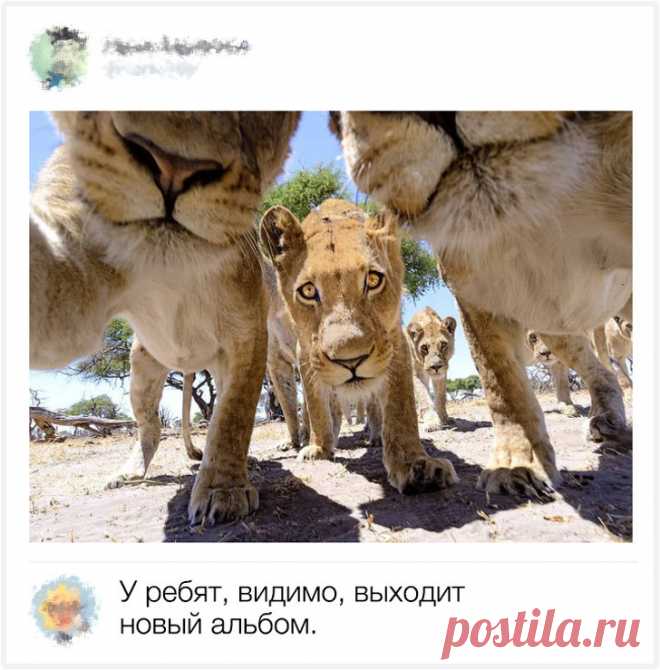 Комментарии от гуру остроумия и сарказма, которые попали в яблочко