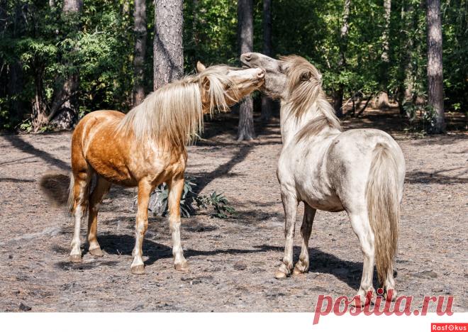 Фото: Пони. Фотограф Сан Саныч. Спорт - Фотосайт Расфокус.ру