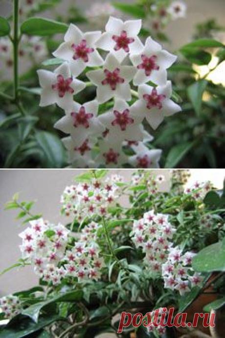 Хойя (плющ восковой). Хойя уход, фото, пересадка, размножение, выращивание. - Комнатные растения, уход, энциклопедия растений, домашние цветы, фото, названия