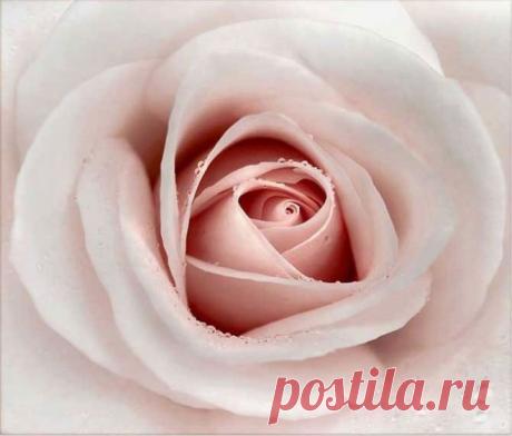 Немного нежности и красоты… Фотограф Мэнди Дишер (Mandy Disher) — Фотоискусство