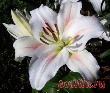 Посадка и уход за лилиями в саду. Виды лилий
