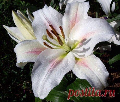 Посадка и уход за лилиями в саду. Виды лилий