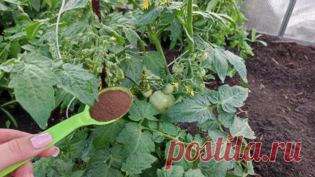 Как повысить урожай томатов? Всего 1 ложка этого удобрения (за весь сезон) и томаты увеличат... Как повысить урожай томатов? Всего 1 ложка этого удобрения (за весь сезон) и томаты увеличат урожайность в несколько раз