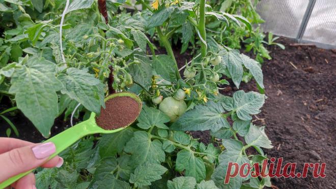 Как повысить урожай томатов? Всего 1 ложка этого удобрения (за весь сезон) и томаты увеличат... Как повысить урожай томатов? Всего 1 ложка этого удобрения (за весь сезон) и томаты увеличат урожайность в несколько раз