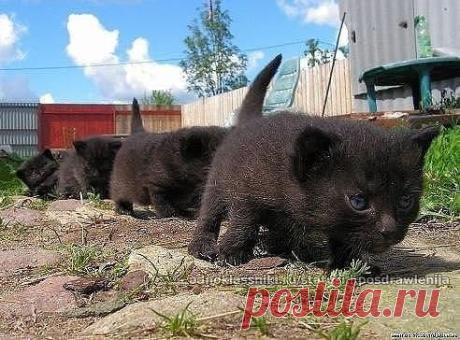 Банда выходит на дело:)