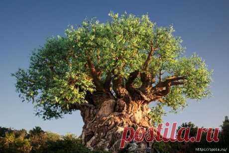 Дерево жизни в Диснеевском Королевстве животных.