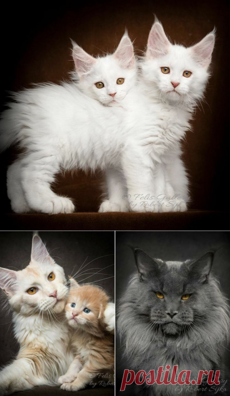 Очаровательные мейнкуны в фотографиях Роберта Сижка (Robert Sijka) | Фотоискусство