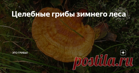 Целебные грибы зимнего леса Говорят, предзимье - лучшее время для заготовки целебных грибов. И не чагой единой здоров человек!