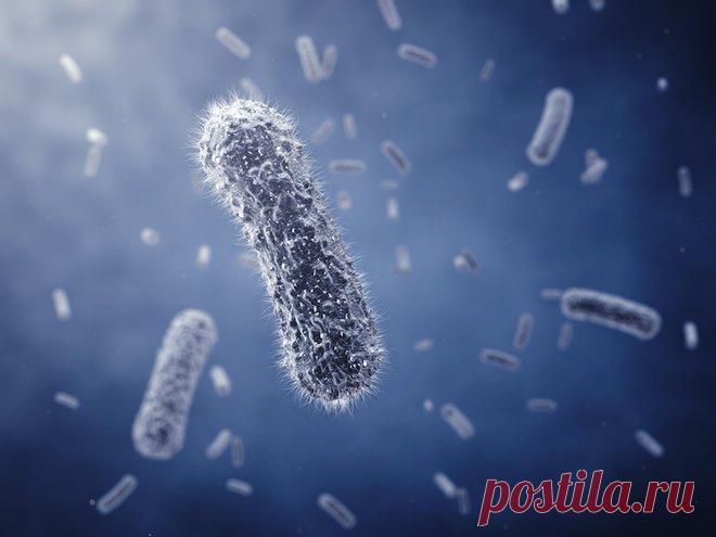 Картинки бактерий (37 фото) ⭐ Забавник