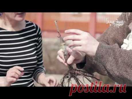 Как прививать черешню Прививка в расщеп - YouTube