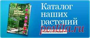 У Вас растут розы - прочитайте, как за ними ухаживать.