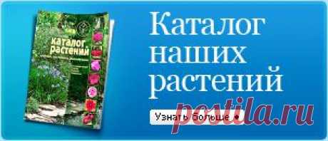 У Вас растут розы - прочитайте, как за ними ухаживать.