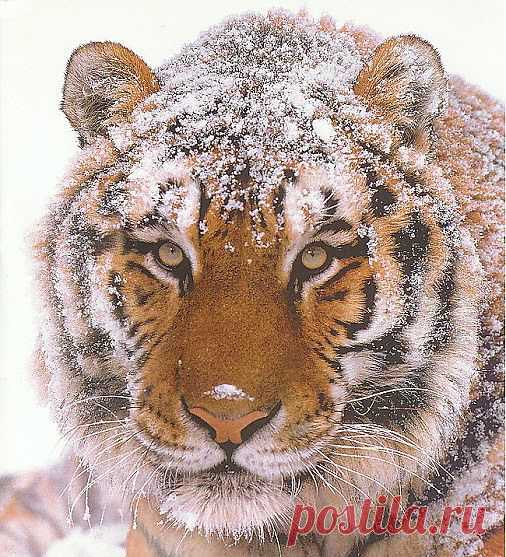 ЗАБАВНЫЕ ЖИВОТНЫЕ: - natali5357@mail.ru - Почта Mail.Ru