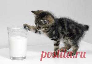 Как и чем кормить новорожденного котенка?