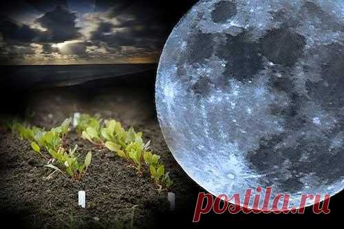 Лунный календарь садовода-огородника на апрель 2018: в какие дни проводить посевные работы