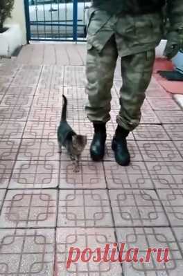 Котенок научился маршировать и стал талисманом военной части
