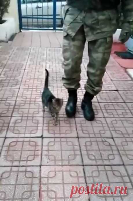 Котенок научился маршировать и стал талисманом военной части