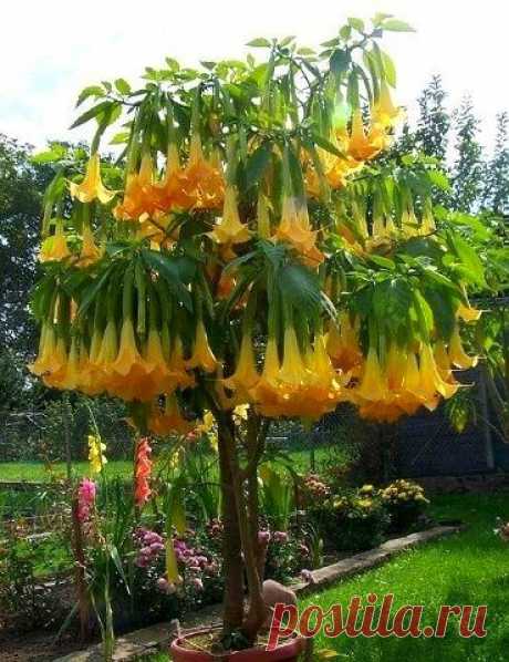 Brugmansia