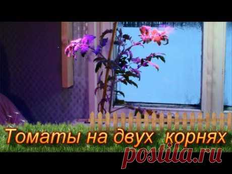 Выращивание томатов на двух корнях