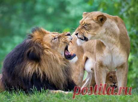 You're Not the Boss Around Here! Quarantine Day 52 :-)  Dad was growling at the cubs until Mom stepped in!