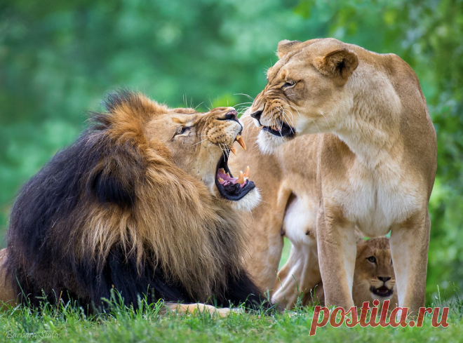 You're Not the Boss Around Here! Quarantine Day 52 :-)  Dad was growling at the cubs until Mom stepped in!